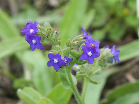 Anchusa officinalis