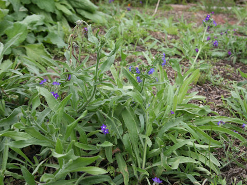 Anchusa officinalis
