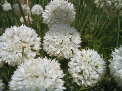 Allium amplectens