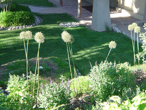 Allium amplectens