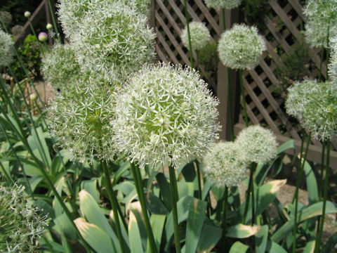 Allium hirtifolium