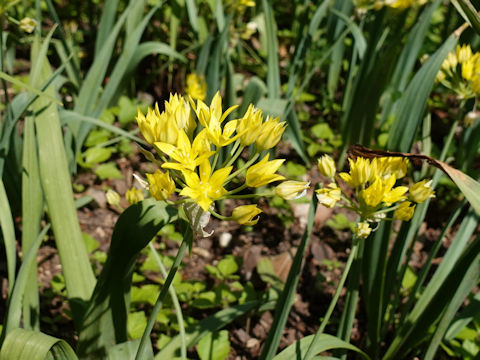 Allium moly