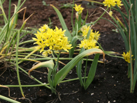 Allium moly