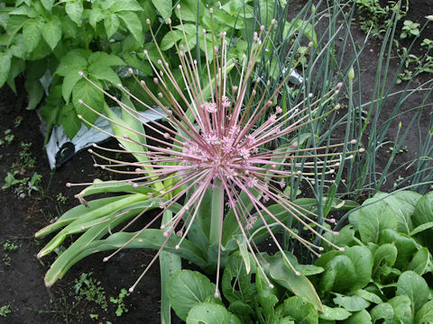 Allium schubertii