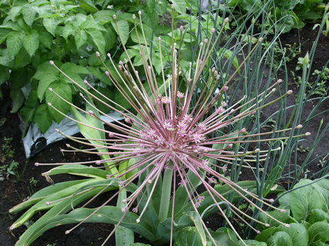 Allium schubertii