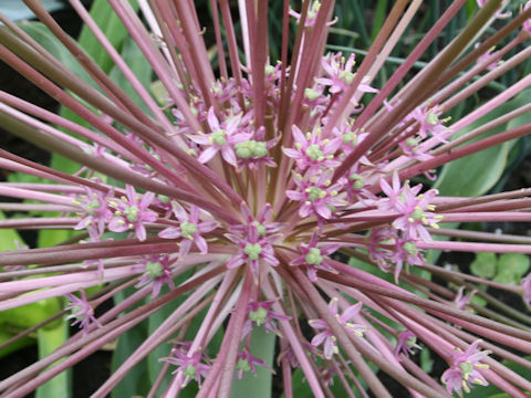 Allium schubertii