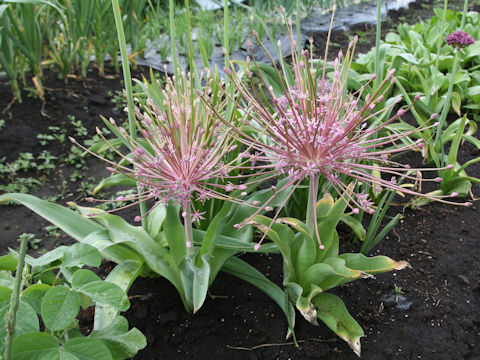 Allium schubertii