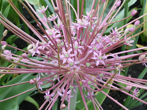 Allium schubertii