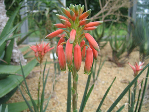 Aloe verecunda