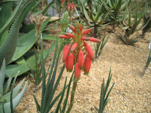 Aloe verecunda