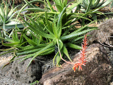 Aloe dorotheae
