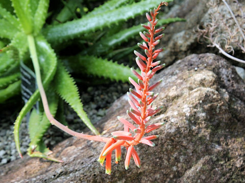 Aloe dorotheae