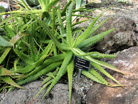 Aloe dorotheae