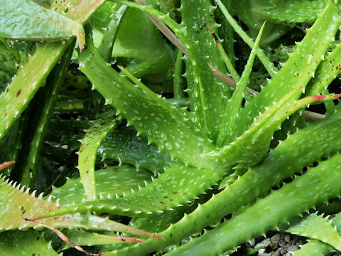 Aloe dorotheae