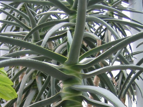 Aloe dichotoma x ramosissima