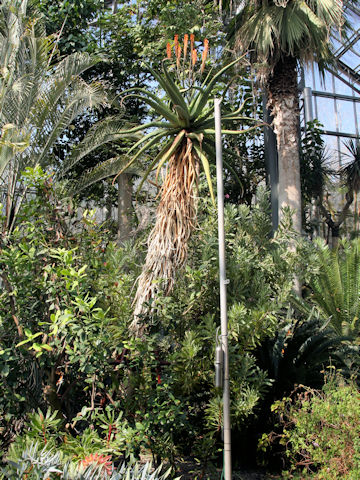 Aloe excelsa