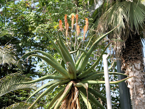 Aloe excelsa