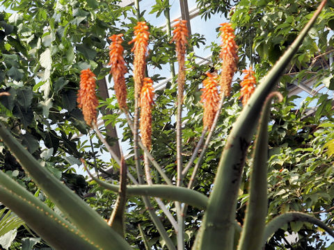 Aloe excelsa