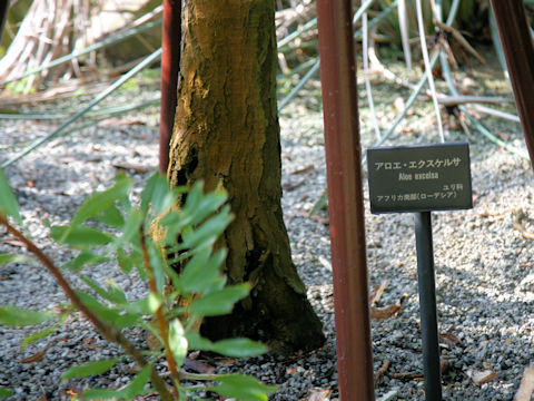 Aloe excelsa
