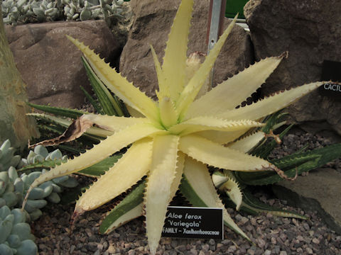 Aloe ferox cv. Variegata