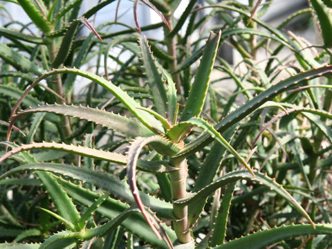 Aloe kendogensis