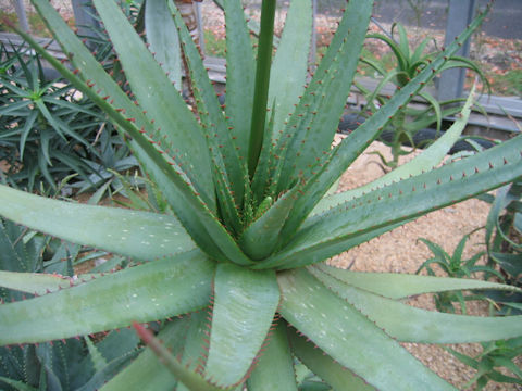 Aloe lineata var. muirii