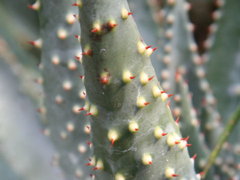 Aloe ortholopha
