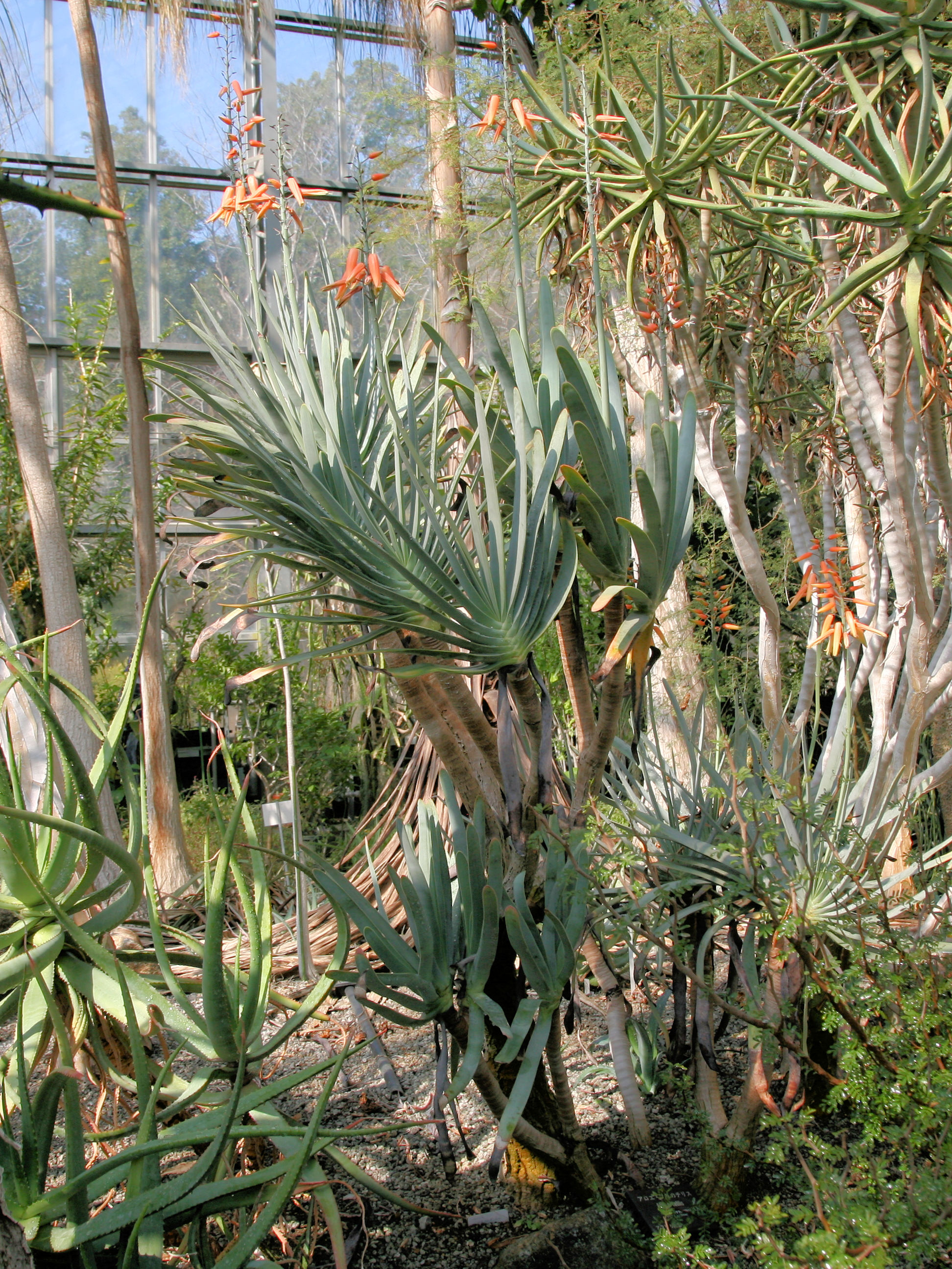 Aloe plicatilis