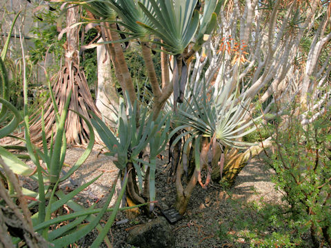 Aloe plicatilis