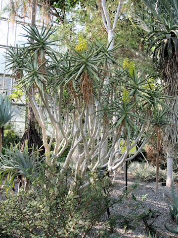 Aloe ramosissima