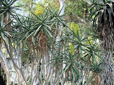 Aloe ramosissima