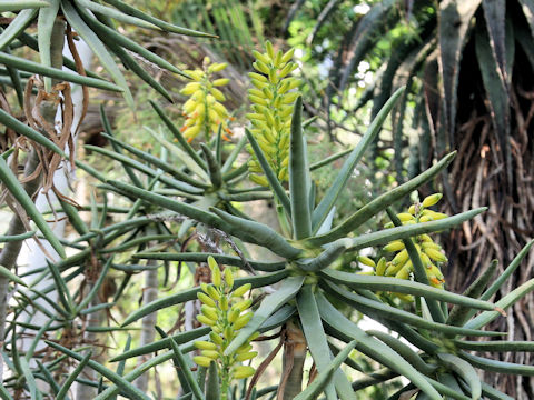 Aloe ramosissima