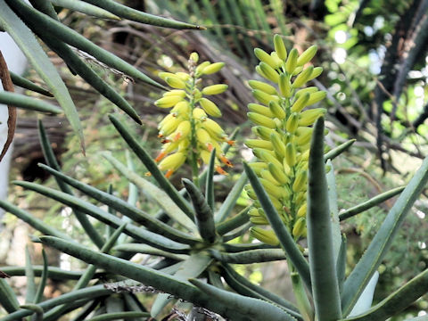 Aloe ramosissima