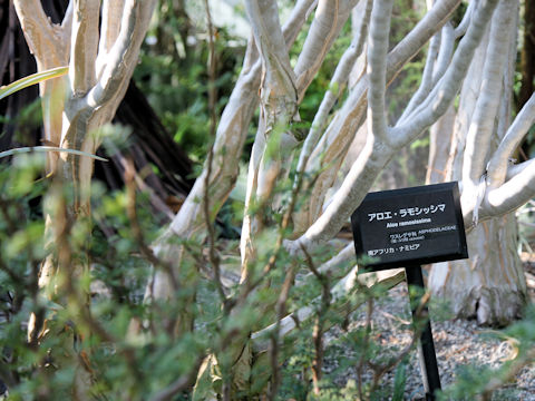 Aloe ramosissima