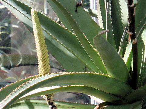 Aloe spicata