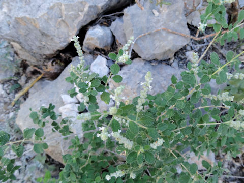 Aloysia wrightii