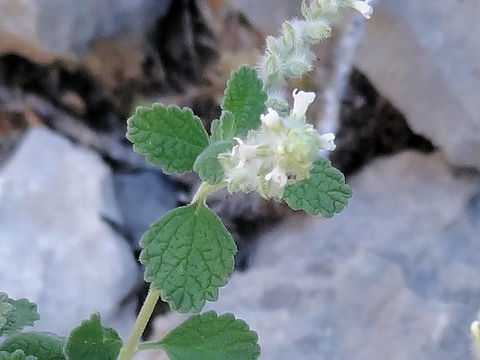 Aloysia wrightii