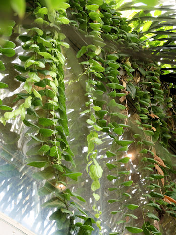 Alsomitra macrocarpa