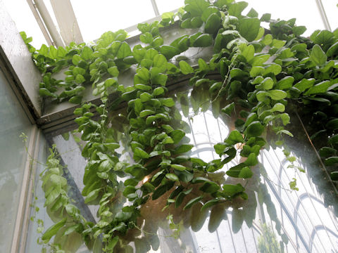 Alsomitra macrocarpa