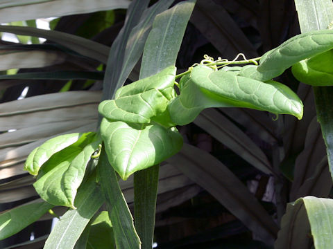 Alsomitra macrocarpa