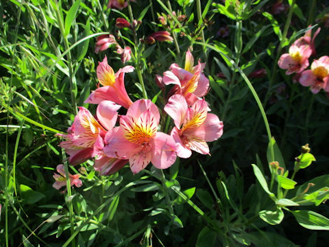 Alstroemeria sp.