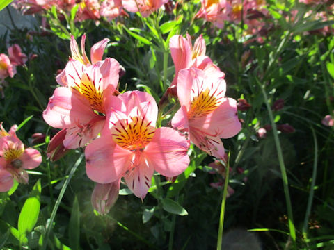 Alstroemeria sp.