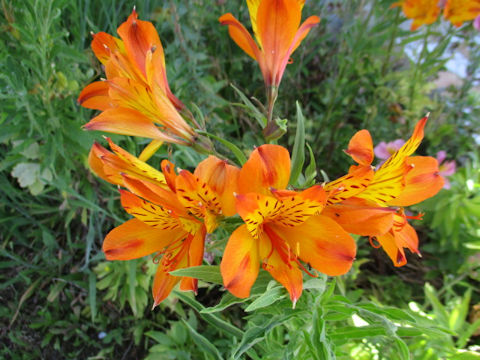 Alstroemeria sp.