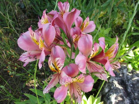 Alstroemeria sp.