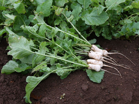 Raphanus sativus var. hortensis