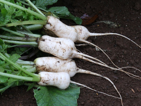 Raphanus sativus var. hortensis