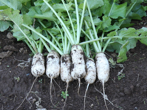Raphanus sativus var. hortensis