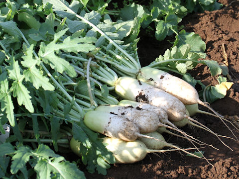 Raphanus sativus var. hortensis