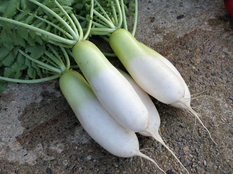 Raphanus sativus var. hortensis