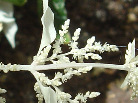 Alternanthera ficoidea cv. Sessilis Alba